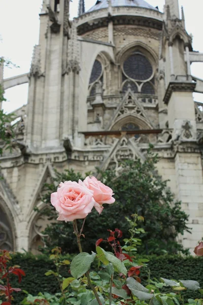 Fransa. Paris. Notre dame de paris — Stok fotoğraf