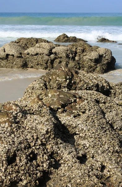 Πέτρες στην τροπική παραλία — Φωτογραφία Αρχείου