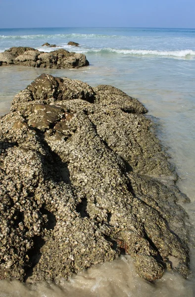 Stones on the tropical beach — Stock Photo, Image