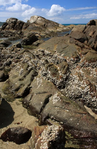Камни на тропическом пляже — стоковое фото