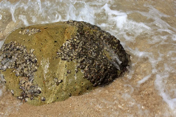 在热带的海滩上石头 — 图库照片