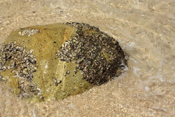 Камень на тропическом пляже — стоковое фото