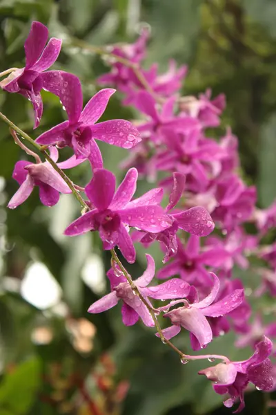 Кучка экзотических розовых орхидей — стоковое фото