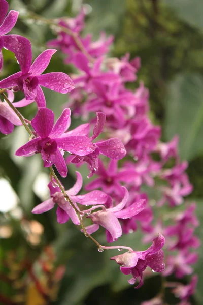 Кучка экзотических розовых орхидей — стоковое фото
