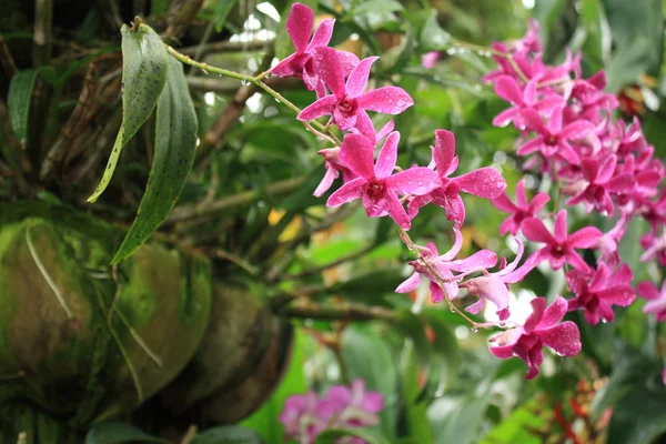 Bando de orquídeas rosa exóticas — Fotografia de Stock