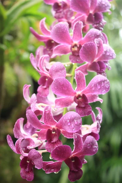 stock image Bunch of exotic pink orchids