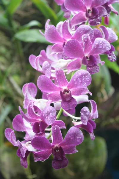 Stock image Bunch of exotic pink orchids