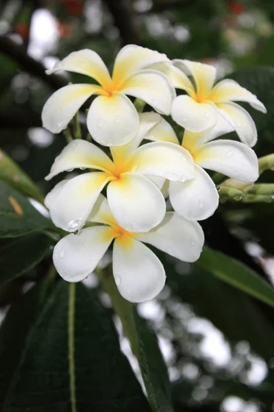 Exotische weiße Blüten und grüne Blätter — Stockfoto