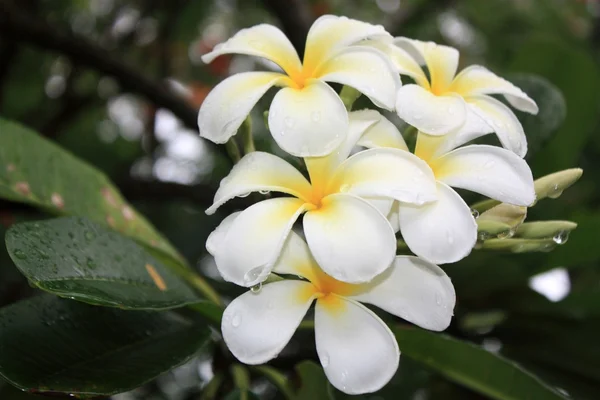 Egzotyczne kwiaty białe i zielone liście — Zdjęcie stockowe