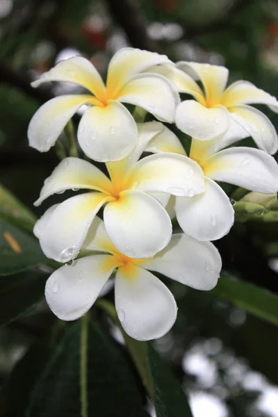 Flores brancas exóticas e folhas verdes — Fotografia de Stock