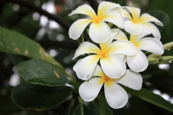 Yeşil yaprakları ve beyaz egzotik çiçekler — Stok fotoğraf