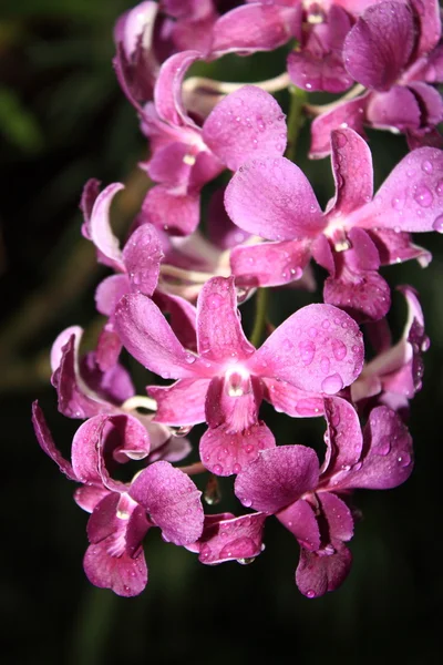 stock image Bunch of exotic pink orchids