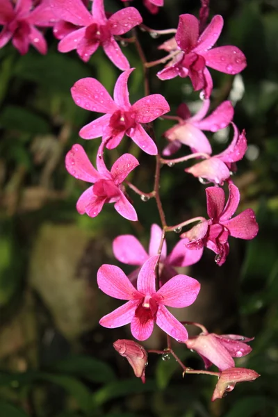Bos van exotische roze orchideeën — Stockfoto