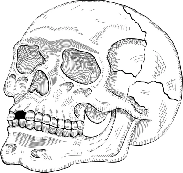 Cráneo sige — Vector de stock