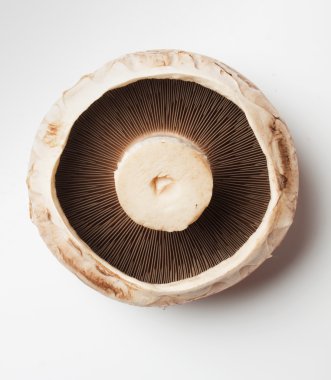 Raw portabello mushroom clipart
