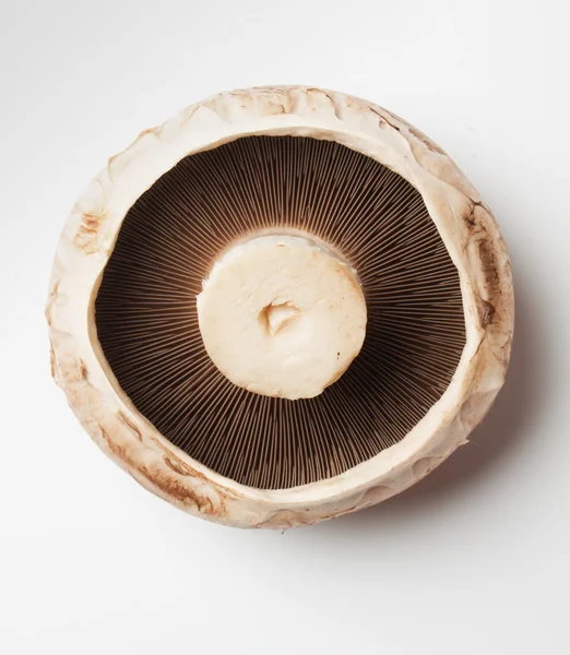 Сырой гриб-портабелло — стоковое фото