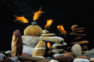 Goldfish in aquarium clipart