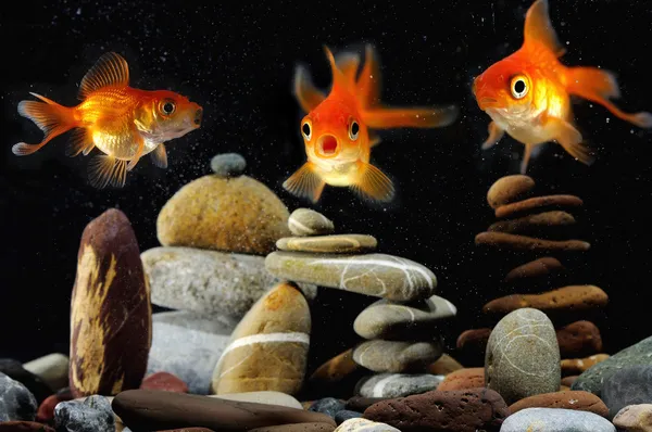 Zabawny złota rybka w akwarium — Zdjęcie stockowe