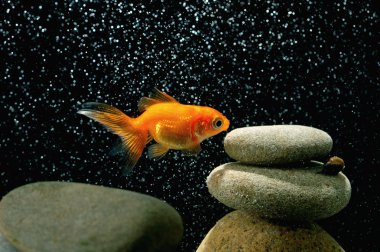 Zen goldfish clipart