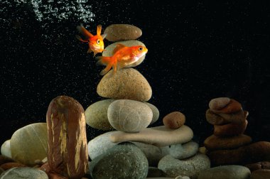 Goldfish in aquarium clipart