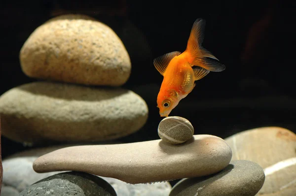 Guldfisk i akvarium — Stockfoto