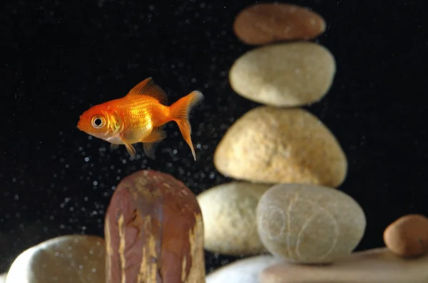 Guldfisk i akvarium — Stockfoto