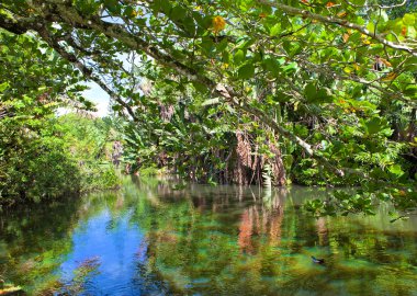 mauritius doğası. göl ve tropikal ağaçlar