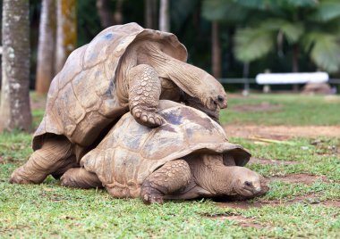 grote Seychellen schildpad uit la vanille reserveren park. Mauritius.