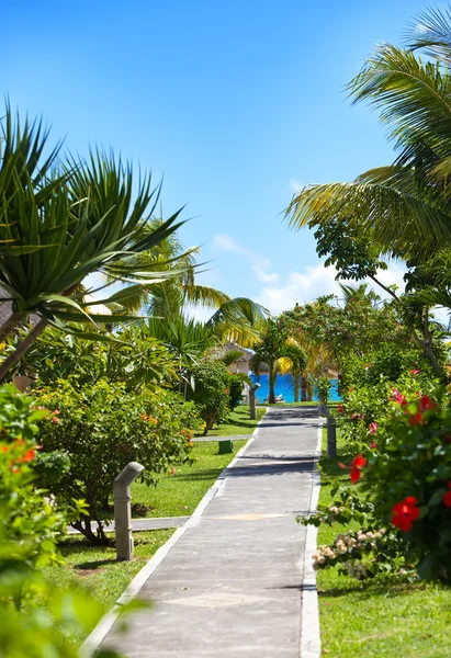 stock image Footpath to the sea among tropical vegetation. Mauritius