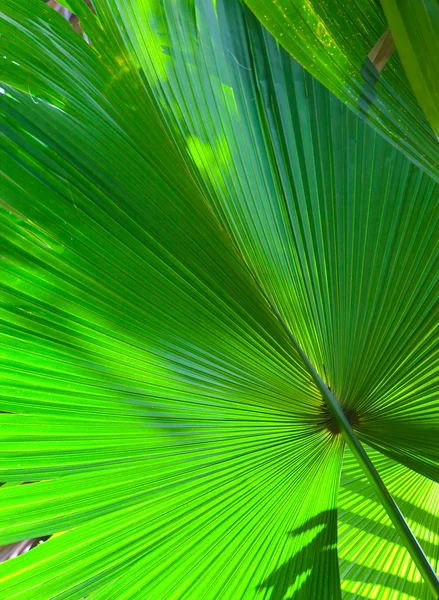 stock image Leaf of a fan palm tree