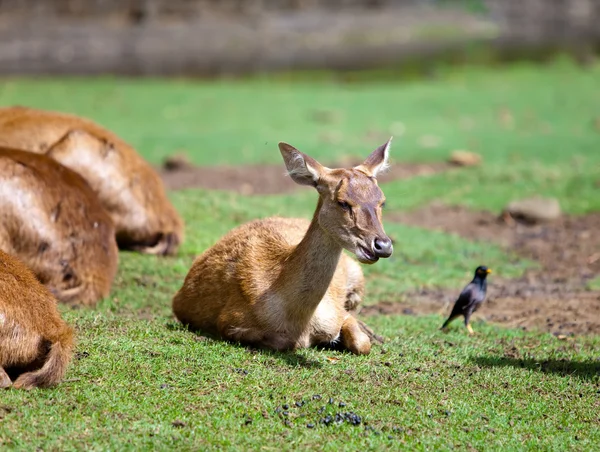 Küçük geyik — Stok fotoğraf