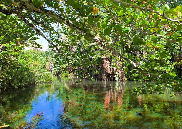 Nature of Mauritius. Lake and tropical trees — Stock Photo, Image