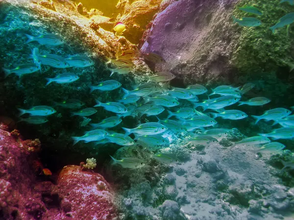 Indiai-óceán. víz alatti világ. Mauritius. — Stock Fotó