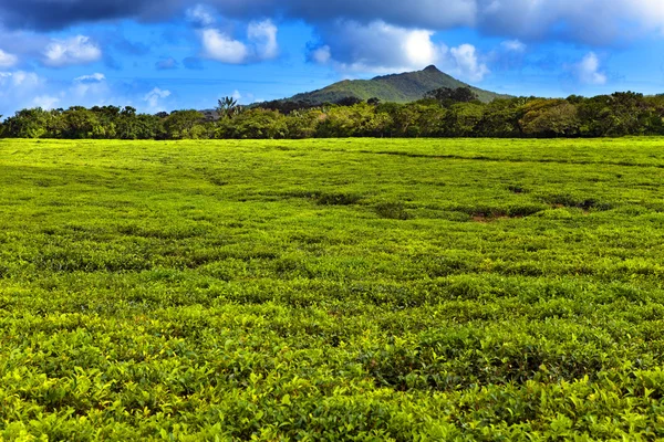 Tea plantation (Bois Cheri) in the foothills. Mauritius — Stock Photo, Image