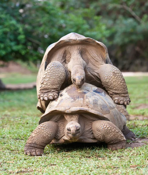 Big Seychelles turtle in La Vanille Reserve park. Mauritius. — Stock Photo, Image