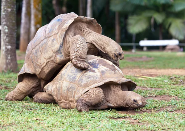 Grande tortue des Seychelles dans le parc de la réserve de La Vanille. Maurice . — Photo