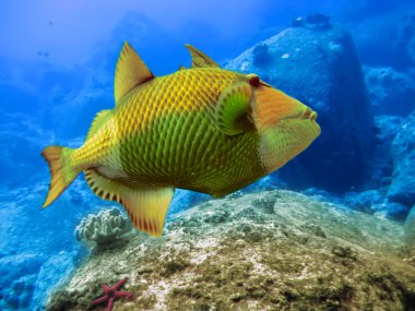 Indian ocean. Underwater world. Triggerfish clipart