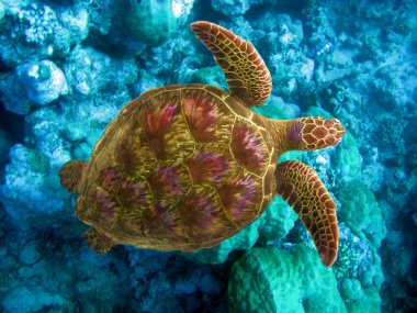 Indian ocean. Underwater world- Turtle in stones clipart