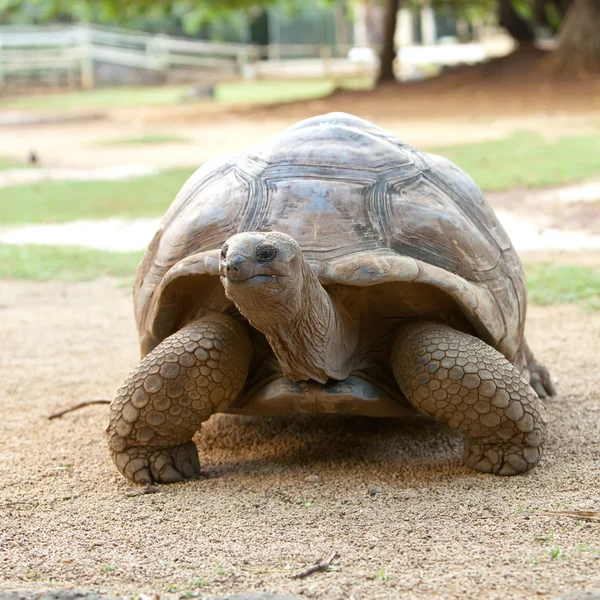 Stor Seychelles skildpadde. Mauritius . - Stock-foto