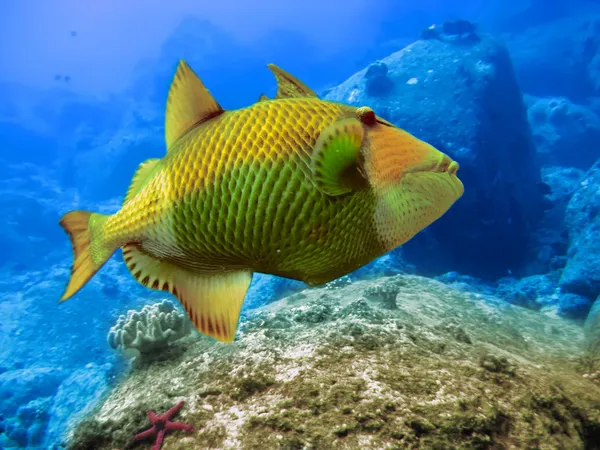 Oceano Índico. Mundo subaquático. Triggerfish — Fotografia de Stock