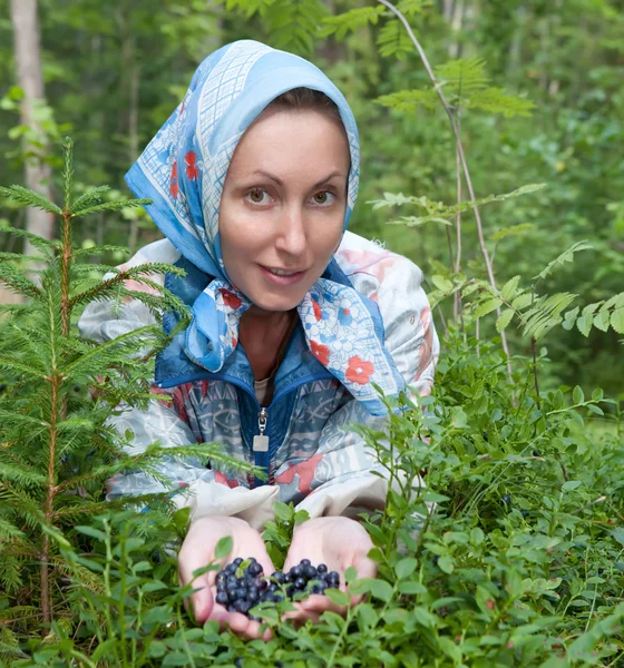 Young woman plucks bilberry in forest — Stock Photo, Image