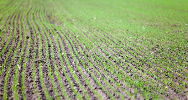 stock image Sprouts of cabbage, small depth of focus