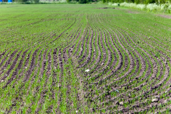 Equal rows of fresh shoots in the field small depth of focus — Stock Photo, Image