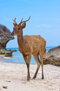 sahil yakınında kumlu bir plaj üzerinde duran geyik