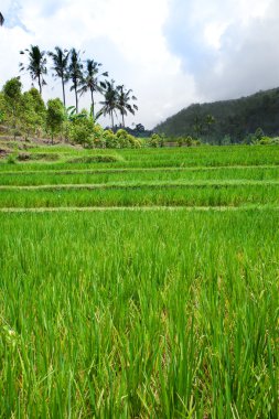 Pirinç tarlaları, Bali, Endonezya