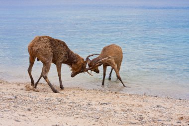 Two deer butt horns at ocean clipart