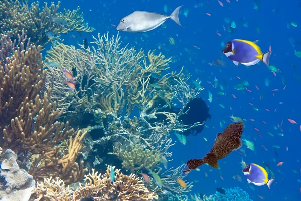 Oceano Índico. Mundo subaquático . — Fotografia de Stock