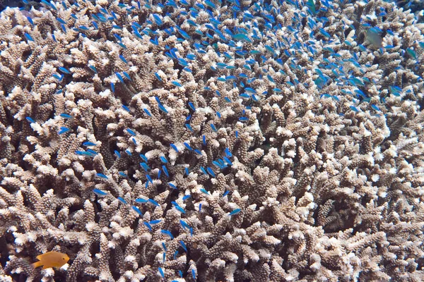 산호에 물고기. — 스톡 사진