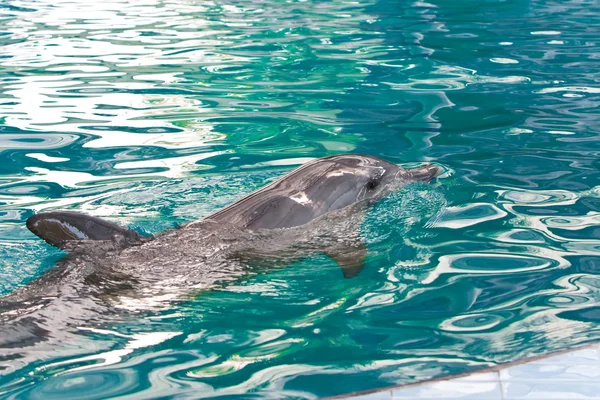 海豚在水中 — 图库照片
