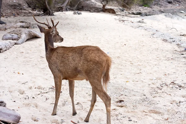 Deer on sand — Stock Photo, Image